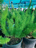Foxtail Fern Live Plant in 6" Pot - Asparagus densiflorus 'Myers' - Lush Green Foliage Indoor Outdoor Houseplant