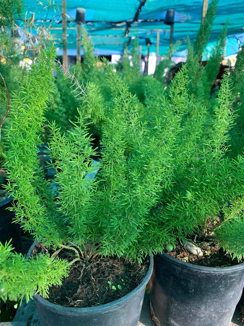 Foxtail Fern Live Plant in 6" Pot - Asparagus densiflorus 'Myers' - Lush Green Foliage Indoor Outdoor Houseplant