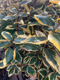 Elaeagnus ‘Gilt Edge’ Live Plant in 6" Pot – Silverberry Shrub with Golden-Edged Foliage, Drought-Tolerant, Hardy in Zones 6-9