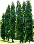 Polyalthia longifolia Mast Tree in 3-Gallon Pot, Evergreen Columnar Landscaping Tree, Low Maintenance Garden Tree