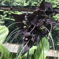 Bat Flower Plant in 4" Pot | Black Tacca chantrieri | Exotic Indoor/Outdoor Bloom | Unique Bat-Shaped Flowers
