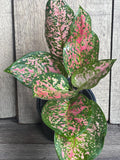 Aglaonema Wishes Plant - 4" Pot Variegated Red Valentine Indoor Houseplant for Home Decor