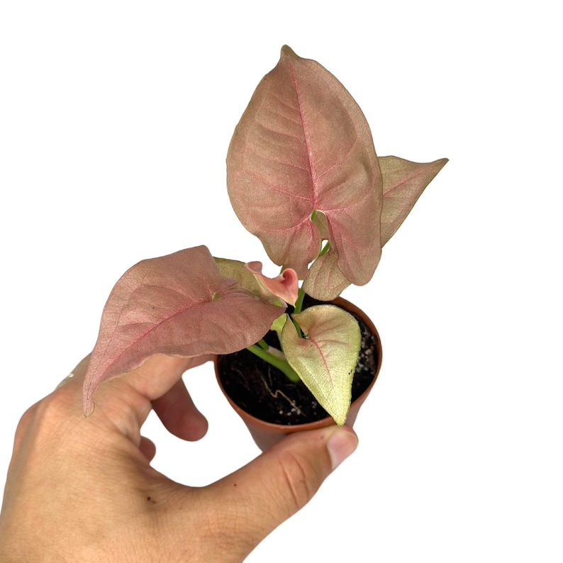 Syngonium Neon Robusta Live Plant, Pink Arrowhead, Rooted 2-Inch Starter Indoor Houseplant, Tropical Foliage Gift