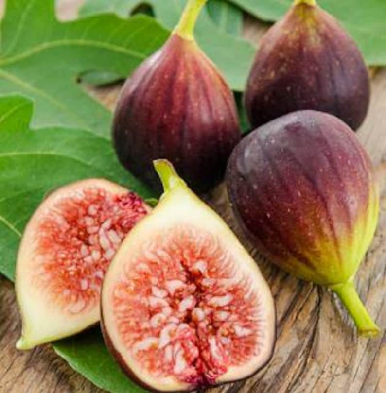 Organic Fig Fruit Tree in Half Gallon Pot, Cold Hardy Ficus carica, Easy to Grow, Container Garden, Edible Figs