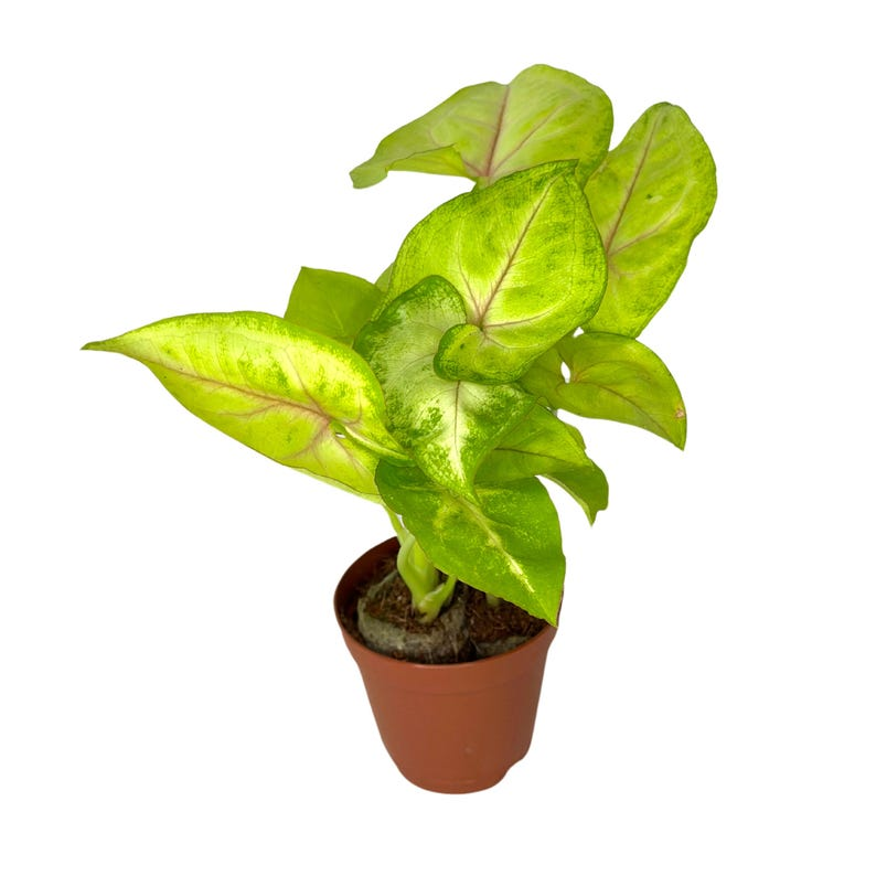 Syngonium Golden Allusion Live Plant, 2-Inch Pot, Variegated Indoor Houseplant, Tropical Foliage, Easy Care, Gift-Ready