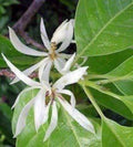White Champaca Grafted Plant - 3-Gallon Michelia alba Evergreen Tree with Fragrant White Flowers for Gardens & Landscaping