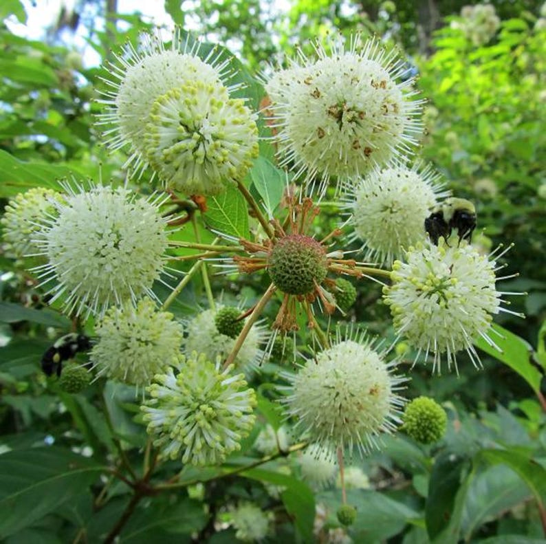 Button Bush Plant - Potted Shrub for Wetlands & Gardens - Cephalanthus occidentalis - Native, Pollinator-Friendly