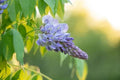 Wisteria Bush Large Stem in Multiple Colors | Wisteria sinensis & Wisteria floribunda | Climbing Vine or Shrub