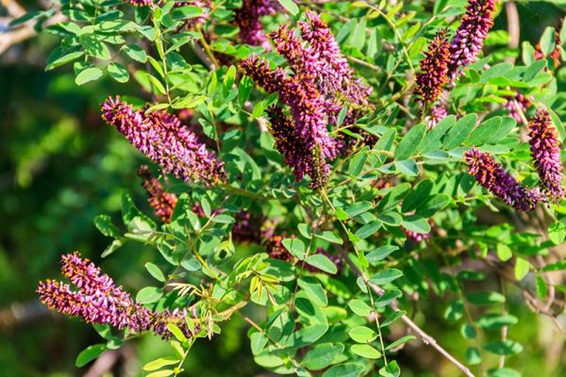 False Indigo Plant Seeds - Baptisia australis - Perennial Blue Flowering Shrub for Gardens