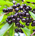 Choke Cherry Plant - Large Potted Prunus virginiana with Edible Fruit, Wildlife Habitat & Windbreak