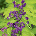 Early Amethyst Beautyberry Plants - 2 Pack, Callicarpa dichotoma, Compact Deciduous Shrubs with Purple Berries for Bees & Butterflies