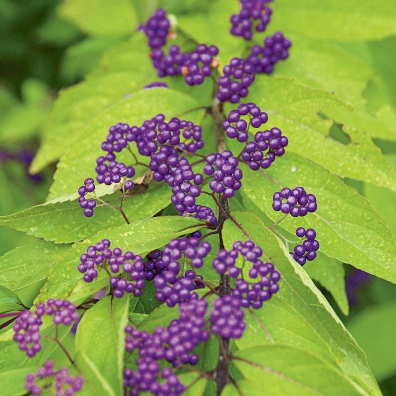 Early Amethyst Beautyberry Plants - 2 Pack, Callicarpa dichotoma, Compact Deciduous Shrubs with Purple Berries for Bees & Butterflies