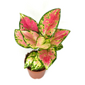 Aglaonema Pink Beauty Live Plant, 2-Inch Rooted Indoor Houseplant, Pink and Green Foliage, Chinese Evergreen, Tropical Decor