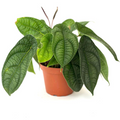 Peperomia Piper Parmatum Live Plant, 4-Inch Rooted Starter, Indoor Houseplant, Tropical Foliage, Decorative Green Plant