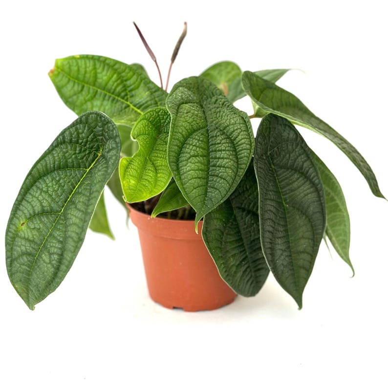Peperomia Piper Parmatum Live Plant, 4-Inch Rooted Starter, Indoor Houseplant, Tropical Foliage, Decorative Green Plant