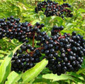 Organic Elderberry Cuttings - 5 Fresh Sambucus nigra Propagation Planting Material