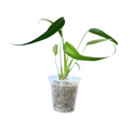 Monstera Burle Marx Flame Live Plant – Fully Rooted Tissue Culture Indoor Houseplant, Rare Fenestrated Foliage, Climbing Growth
