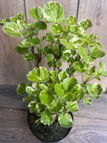 Variegated Aralia Balfour Live Plant in 6-Inch Pot, Tropical Indoor/Outdoor Bonsai, Polyscias scutellaria ‘Balfourii’