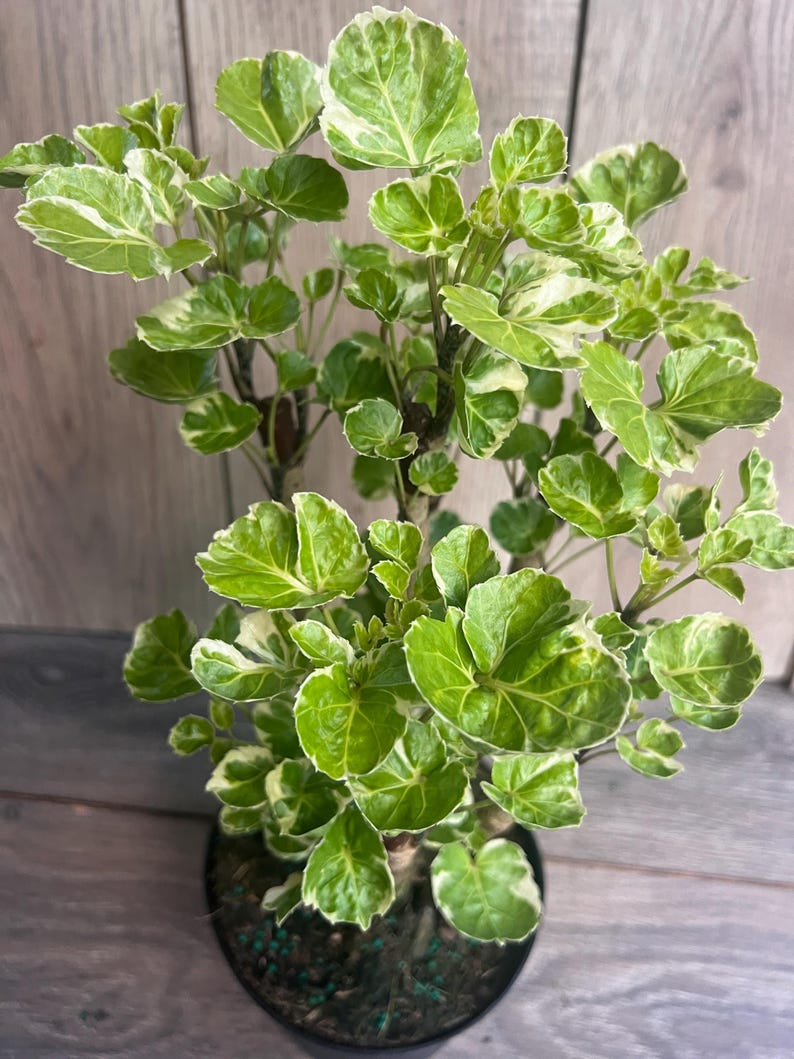 Variegated Aralia Balfour Live Plant in 6-Inch Pot, Tropical Indoor/Outdoor Bonsai, Polyscias scutellaria ‘Balfourii’