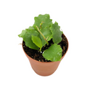 Hoya Endauensis Live Plant, Rooted 2-Inch Pot, Tropical Trailing Houseplant, Green Foliage, Pet Friendly