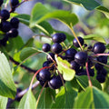 Wild Black Rum Cherry Tree, 2 ft Bare-Root Prunus serotina, Fast Growing, Dark Purple Cherries, Zones 4-9