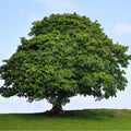 American Sycamore Tree 2-3 ft - Fast Growing Shade Tree, Platanus occidentalis, Adaptable Soil, Bare Root, Immediate Shipping