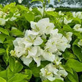 White Bougainvillea Plant in 6" Pot - Bougainvillea glabra - 1-2 Feet Tall, Full Sun, Easy Care, Patio & Garden