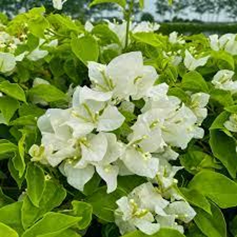 White Bougainvillea Plant in 6" Pot - Bougainvillea glabra - 1-2 Feet Tall, Full Sun, Easy Care, Patio & Garden