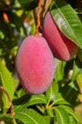 Grafted Mango Tree 1/2 Gallon Tommy Atkins Variety Mangifera indica for Container & Garden Growth