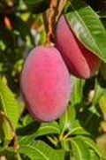 Grafted Mango Tree 1/2 Gallon Tommy Atkins Variety Mangifera indica Juicy Sweet Fruit