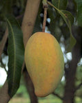 Grafted Manila Mango Plant in 1/2 Gallon Pot, Ataulfo Mango, Tropical Fruit Tree, Mangifera indica