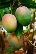Grafted Jakarta Mango Tree in 1/2 Gallon Pot – Mangifera indica Tropical Fruit Plant for Home Garden