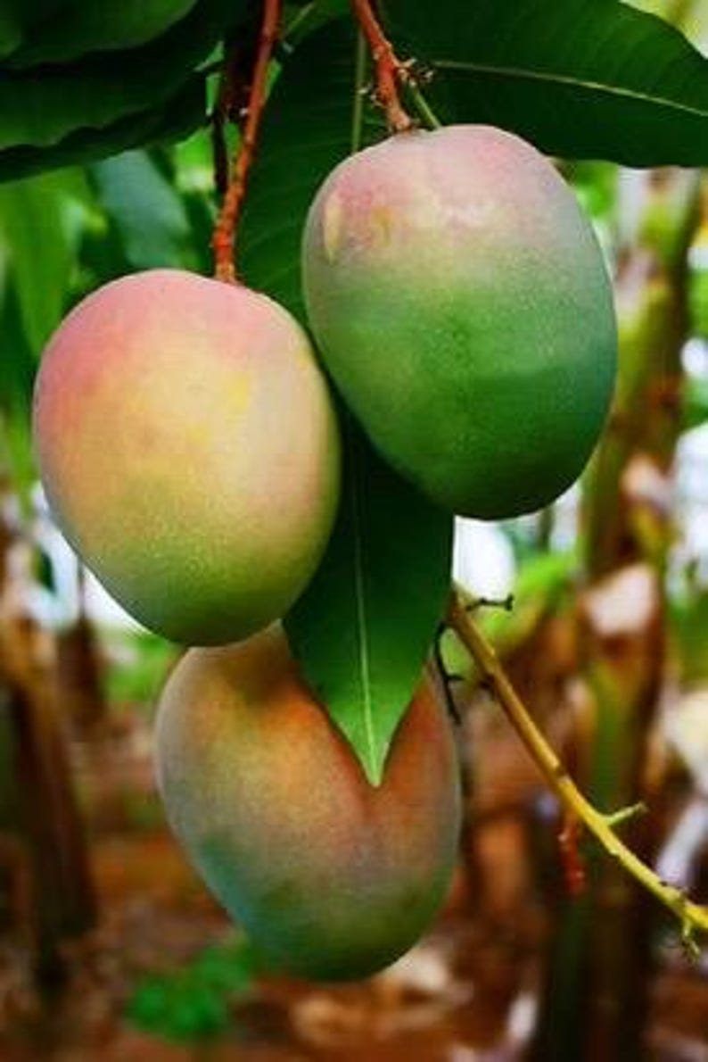 Grafted Jakarta Mango Tree in 1/2 Gallon Pot – Mangifera indica Tropical Fruit Plant for Home Garden