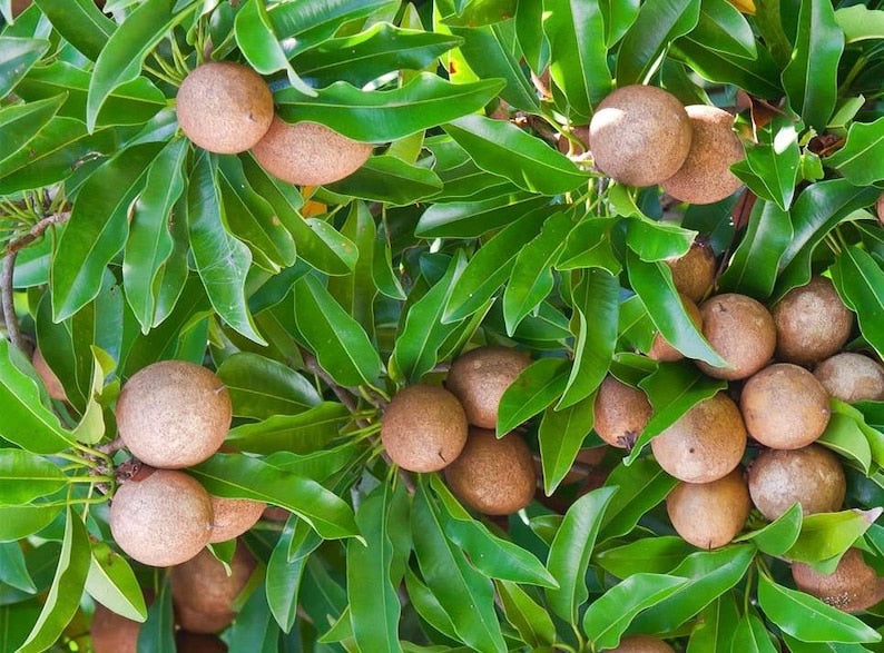 Sapodilla Tree Grafted 3-Gallon Alano Brown Sugar Variety Manilkara sapota for Fresh Eating