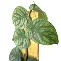 Monstera Dubia Live Plant - Shingle Climbing Houseplant with Silver Variegation, Tropical Indoor Plant, Rare Gift, Vertical Décor