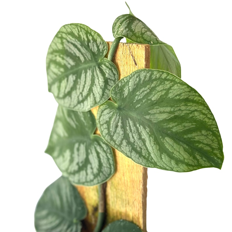 Monstera Dubia Live Plant - Shingle Climbing Houseplant with Silver Variegation, Tropical Indoor Plant, Rare Gift, Vertical Décor