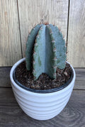 Cereus Peruvianus Cactus in 6" Pot | Giant Peruvian Apple Cactus | Indoor Outdoor Succulent Plant