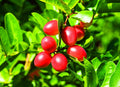 Miracle Fruit Tree in 3-Gallon Pot | Synsepalum dulcificum | Taste-Altering Berries Indoor/Outdoor Plant
