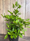Miracle Fruit Tree 6" Pot Synsepalum dulcificum Taste-Altering Berry Plant for Indoor & Outdoor Gardens