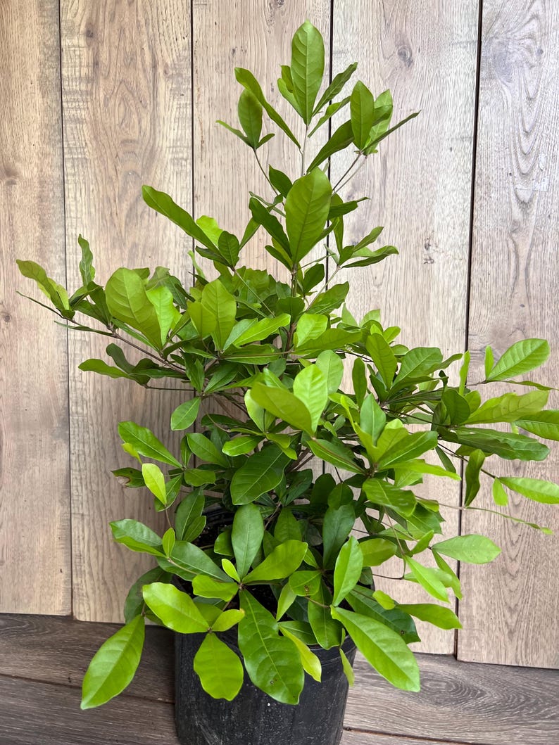 Miracle Fruit Tree 6" Pot Synsepalum dulcificum Taste-Altering Berry Plant for Indoor & Outdoor Gardens