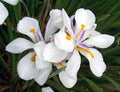 White African Iris Plant in 6" Pot, Dietes iridioides, Fortnight Lily, Perennial with White Flowers