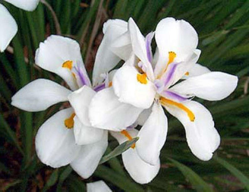 White African Iris Plant in 6" Pot, Dietes iridioides, Fortnight Lily, Perennial with White Flowers
