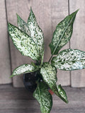 First Diamond Aglaonema Plant in 4" Pot, White Aglaonema, Osaka, Indoor Houseplant, Aglaonema commutatum
