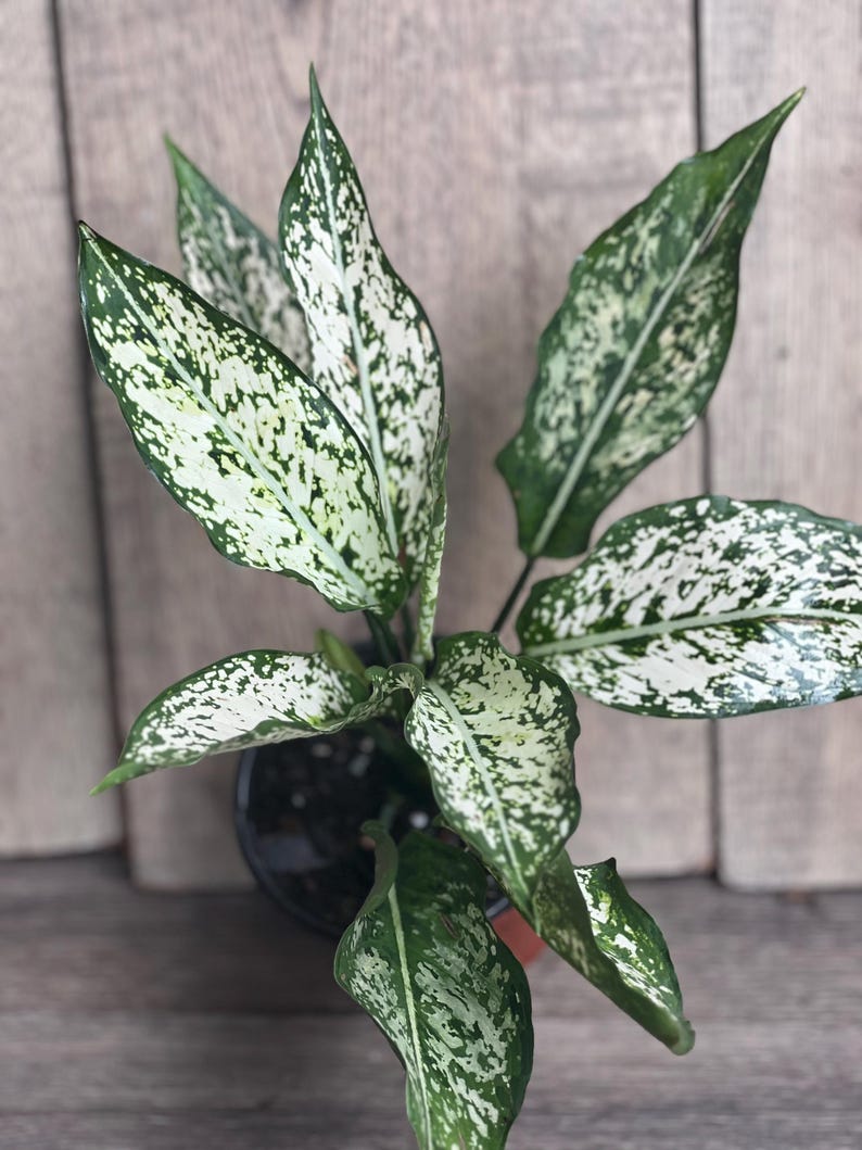 First Diamond Aglaonema Plant in 4" Pot, White Aglaonema, Osaka, Indoor Houseplant, Aglaonema commutatum