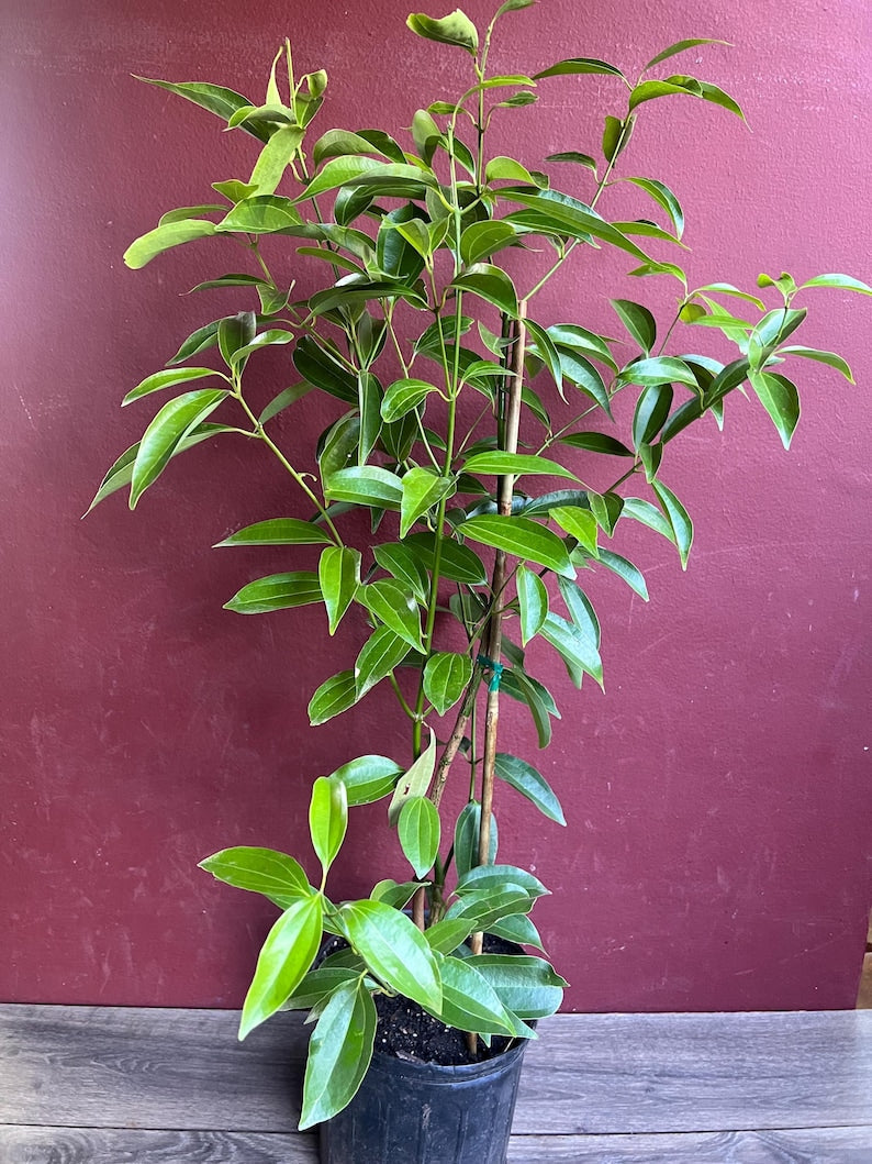 Ceylon Cinnamon Tree in 10" Pot | Aromatic Cinnamomum zeylanicum Spice Plant for Culinary Use