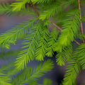 Bald Cypress Tree Large Stock – Taxodium distichum – Wetland, Coastal, Deciduous Conifer