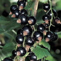 Currant Berry Plant - Potted Red or Black Ribes spp. - Fruit-bearing Shrub for Garden or Container Cultivation