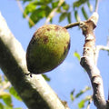 American Butternut Tree 2ft Bare Root Juglans cinerea Self-Pollinating Cold-Hardy Nut Tree