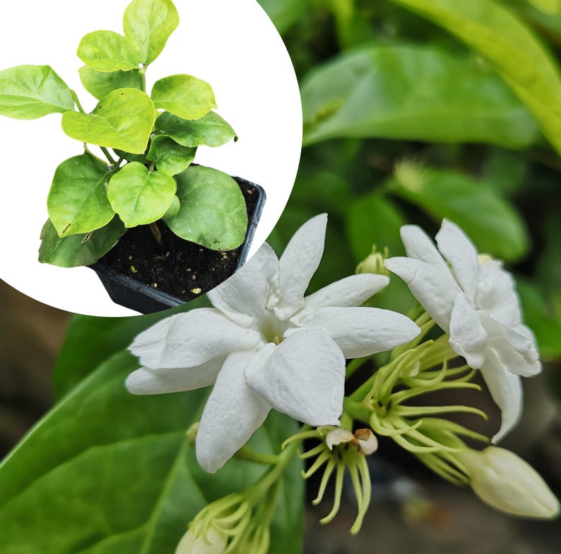 Organic Arabian Jasmine Plant in 2.5-inch Pot, Jasminum sambac, Fragrant White Flowers, Live Indoor Outdoor Garden Plant