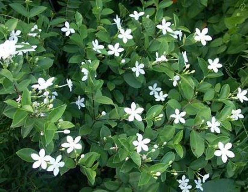 Arctic Snow Bush Plant in Half Gallon Pot, White Flowers, Easy to Grow, Chamaebatiaria millefolium